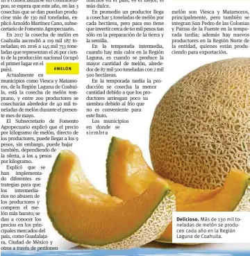  ??  ?? Delicioso. Más de 130 mil toneladas de melón se producen cada año en la Región Laguna de Coahuila.