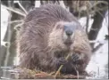  ?? Matthew Male / Audubon Shop in Madison ?? Beavers seen at a dam in Chester on Tuesday.