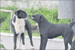  ?? COURTESY OF ISTOCK ?? Keeping your dog on leash and using a muzzle are some ways to prevent your dog from getting into a fight.