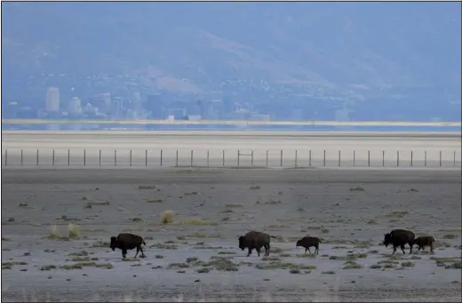  ?? PHOTOS BY JUSTIN SULLIVAN — GETTY IMAGES FILE PHOTO ?? With the Salt Lake City skyline in the background, bison walk along a section of the Great Salt Lake that used to be underwater.