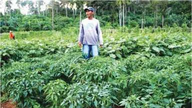  ??  ?? Vegetable crops are also among those grown in the cooperativ­e’s farms.