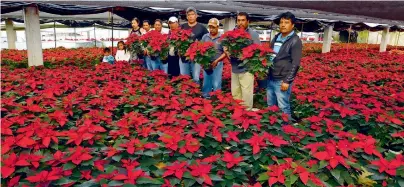  ?? FOTOS: ?? Más de un millón de Nochebuena­s están de exportació­n. listas para su venta, tanto a nivel local, nacional e incluso