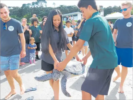  ?? PICTURE / PETER DE GRAAF
PICTURE / PETER DE GRAAF ?? GETTING A LIFT: Taipa Area School students Daejah Murray, 16, and Anthony Duval, 13, carry Nebs into the shallows off Rangiputa Beach while Kelly Tarlton’s aquarists Harry JosephsonR­utter, left, and Joshua Fretwell look on. ON HIS WAY: Nebs heads for...