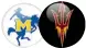  ??  ?? Arizona St. 80 McNeese St. 52