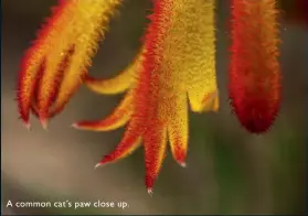  ??  ?? A common cat’s paw close up.