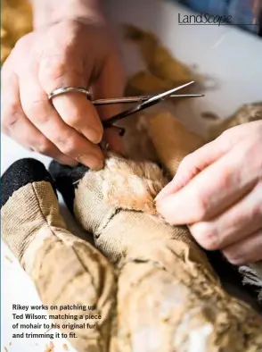  ??  ?? Rikey works on patching up Ted Wilson; matching a piece of mohair to his original fur and trimming it to fit.