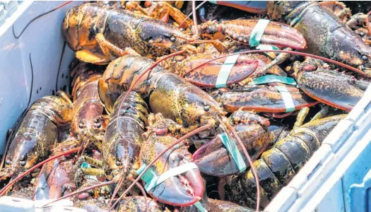  ?? 123RF ?? Fishing groups are requesting a meaningful discussion with government and other stakeholde­rs to ensure the practice of out-of-season lobster fishing stops.