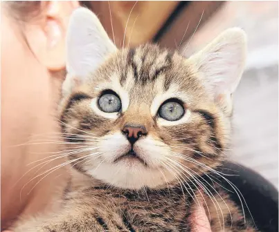  ?? Picture: Gareth Jennings. ?? A rise in the number of abandoned kittens has led to one animal charity pleading with owners to get their adult cats neutered.