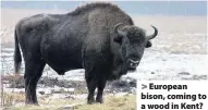  ??  ?? > European bison, coming to a wood in Kent?