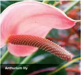  ??  ?? Anthurium lily