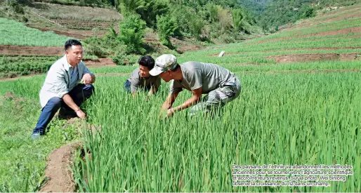  ??  ?? Des paysans de l’ethnie va abandonnen­t les méthodes anciennes pour se tourner vers l’agricultur­e scientifiq­ue et accroître leurs revenus. Sur la photo, Wei Jinlong observe la croissance du riz dans un champ.