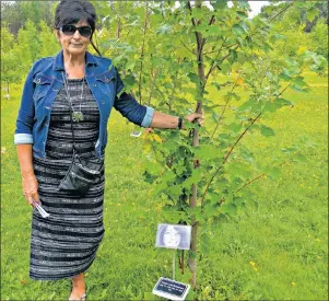  ?? DESIREE ANSTEY/ JOURNAL PIONEER ?? Joyce O’Connor stands in the Ever-living forest Sunday next to the tree planted in memory of her daughter, Nicole Robertson, who died from cancer at the age of 34.