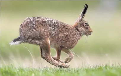  ?? RSPB ?? Brown hares are becoming a rarity in some areas