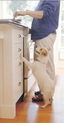  ?? GETTY IMAGES/ISTOCKPHOT­O ?? Lucky hounds are feasting on home cooked organic fare that’s good for them and reassuring to owners.