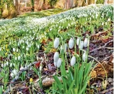  ?? Foto: Rudi Brix ?? Früh blühen in diesem Jahr die ersten Schneeglöc­kchen.