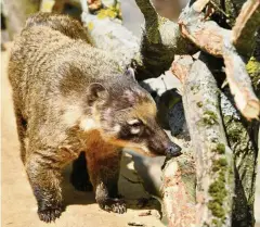  ??  ?? Der Nasenbär beäugt die neuen Bauten in seinem Gehege.