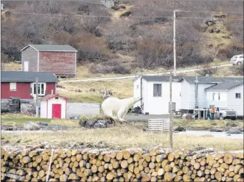  ?? CP/HO - ICEBERG FESTIVAL COMMITTEE, THRESA BURDEN ?? A polar bear is seen in St. Lunaire-Griquet, N.L., on Sunday.