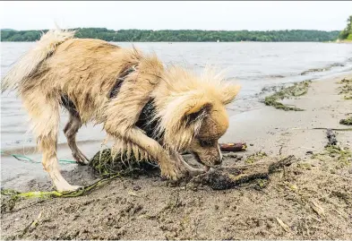  ?? DAVE SIDAWAY ?? Dogs are now prohibited on Sandy Beach in Hudson from 9 a.m. to 5 p.m., from May 1 to Oct. 1.