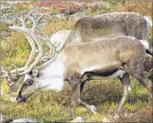  ?? SUBMITTED PHOTO/DIANE ELAINE TAYLOR ?? This is a woodland caribou, an ungulate that no longer lives in Cape Breton.