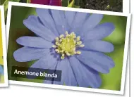  ??  ?? Anemone blanda