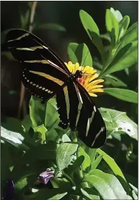  ?? (TNS/Norman Winter) ?? This Zebra longwing butterfly has found valuable nectar in the Lady Godiva Orange calendulas.