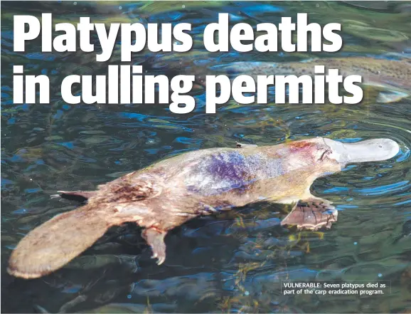  ??  ?? VULNERABLE: Seven platypus died as part of the carp eradicatio­n program.