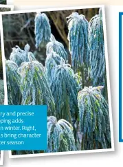  ??  ?? Left, topiary and precise hedge clipping adds structure in winter. Right, euphorbias bring character in the winter season