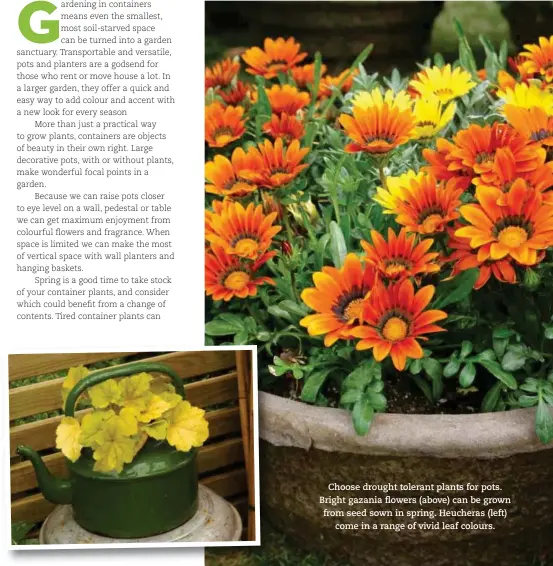  ??  ?? Choose drought tolerant plants for pots. Bright gazania flowers (above) can be grown from seed sown in spring. Heucheras (left)
come in a range of vivid leaf colours.