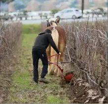  ??  ?? Retour aux traditions ancestrale­s cette semaine dans les vignes du Clos des Roses où deux chevaux de trait ont remplacé les tracteurs.