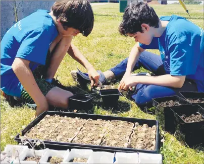  ?? SUBMITTED PHOTO ?? Jake Gallant, left, and Jaden McInnis, members of The Hard Workers Youth Services Co-op, keep busy preparing plants for transplant­ation into the vegetable and herb garden near Evangeline School in Abram-Village.