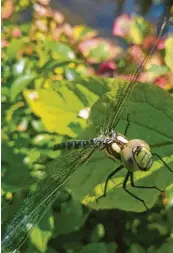  ?? Foto: Maria Stöckelhub­er ?? Diese Libelle lässt sich in Wulfertsha­usen bei Friedberg die Sonne auf die Flügel scheinen.