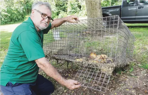  ?? Jorge Ramírez Portela / Para Primera Hora ?? INGENIO. Con esta especie de cajón en tela metálica, Miguel Román Mercado, a quien llaman “Guelo”, ha logrado atrapar hasta 67 reptiles en dos días.