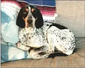  ?? CONTRIBUTE­D BY STACY RAMSEY ?? Stacy Ramsey and Douglas Pietz’s beloved Blue Coonhound Sophie was shot and killed by a property owner near Weitchipec last week after the couple toured a neighborin­g property for sale.