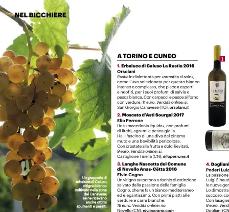  ??  ?? Un grappolo di erbaluce di Caluso, vitigno bianco coltivato nella zona del Canavese; se ne ricavano anche ottimi spumanti e passiti.