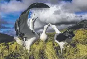  ?? Picture: JASON HOSKING ?? A southern royal albatross practices ‘sky calling’ while two others clap bills.