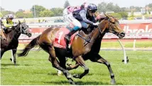  ?? Photo / Darryl Sherer ?? Lamborghin­i will contest tomorrow’s Gr.3 Hobart Cup.