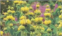  ?? Liane M. iStock ?? PHLOMIS, or Jerusalem sage, fares well in poor soils or rocky slopes and its f lowers offer a bright yellow burst of sunniness.