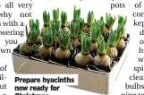  ?? ?? Prepare hyacinths now ready for Christmas