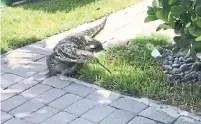  ?? ZACHARY LIEBERMAN TNS ?? A six-foot Nile monitor lizard prowls a garden in south Florida.