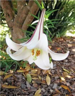  ?? PHOTOS: MIKE WELLS ?? GET GARDENING: This stunning Lilium appeared in the TAFE Horticultu­re perennial border a couple of years ago - it’s probably a self-seeded Lilium longifloru­m.