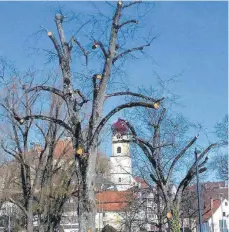  ?? FOTOS: CHRISTOPH WARTENBERG/PRIVAT ?? Die gefällten Bäume im Hanfertal zeigen einen gesunden Kern. Von manch’ anderem Baum ist nach dem Rückschnit­t nicht allzu viel übrig geblieben.