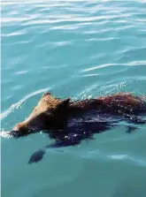  ?? Ansa ?? Piaghe d’agosto Locuste africane, cinghiale natante e medusa gigante