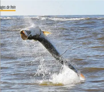  ??  ?? Le tarpon est le roi des poissons sauteurs ! En fin de combat, les derniers sauts sont à craindre à cause de la proximité du poisson. Desserrer légèrement son frein peut être une solution.