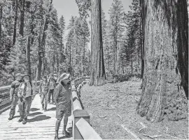  ??  ?? Yosemite National Park and Yosemite Conservanc­y reopened the Mariposa Grove of giant sequoias in Northern California after a nearly threeyear renovation.