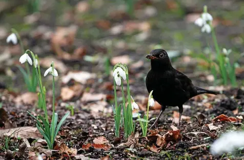  ?? SINA SCHULDT / DPA ?? Schneeglöc­kchen kommen auch mit kalten Temperatur­en gut klar.