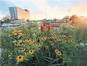  ?? RENÉ JOHNSTON TORONTO STAR ?? Pollinator plants in the pop-up garden at Wexford Heights Plaza “have attracted butterflie­s and caterpilla­rs to this parking lot,” says Jake Tobin Garrett of the advocacy group Park People.