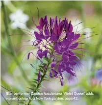  ??  ?? Star performer Cleome hasslerian­a ‘Violet Queen’ adds vibrant colour to a New York garden, page 42.