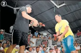  ??  ?? 2. La pelea de gallos es una tradición en Valencia, en la provincia de Los Ríos.