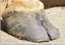  ?? ?? Any hoof crack that is unstable or causes lameness is cause for a call to the farrier.