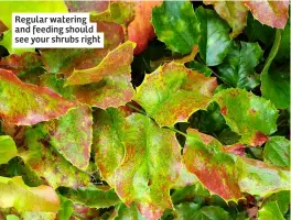  ?? ?? Regular watering and feeding should see your shrubs right